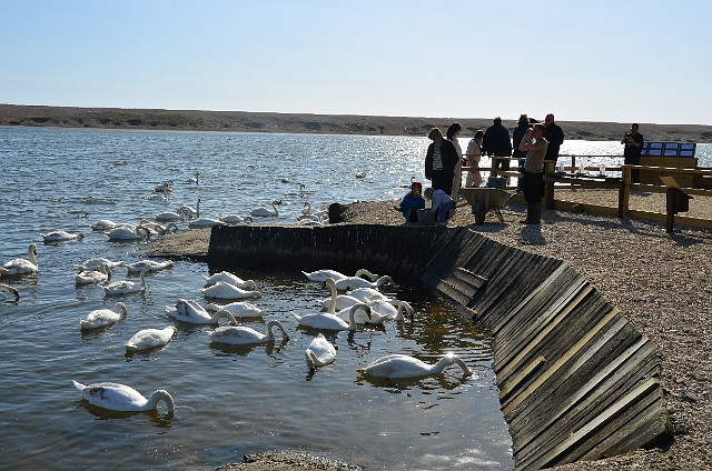 13 04 14_2958.JPG - ABBOTSBURY SWANERY, DORSET - 13.4.14